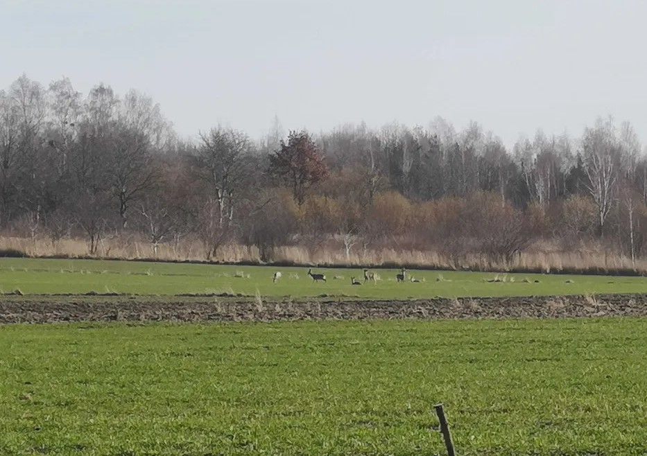 Działka rolno-budowlana Radom Kierzków, ul. Marglowa. Zdjęcie 5