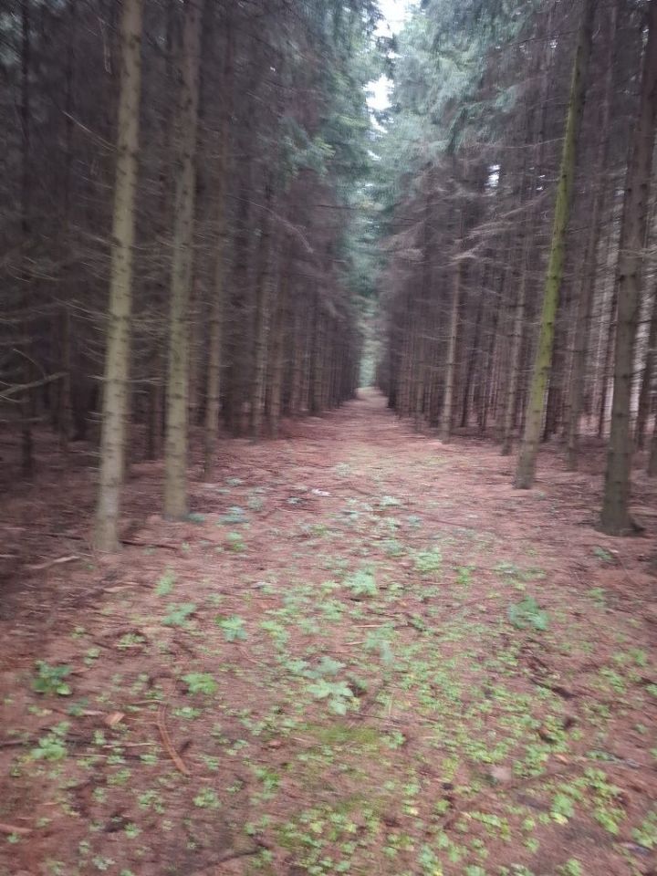 Działka leśna Opolnica. Zdjęcie 2