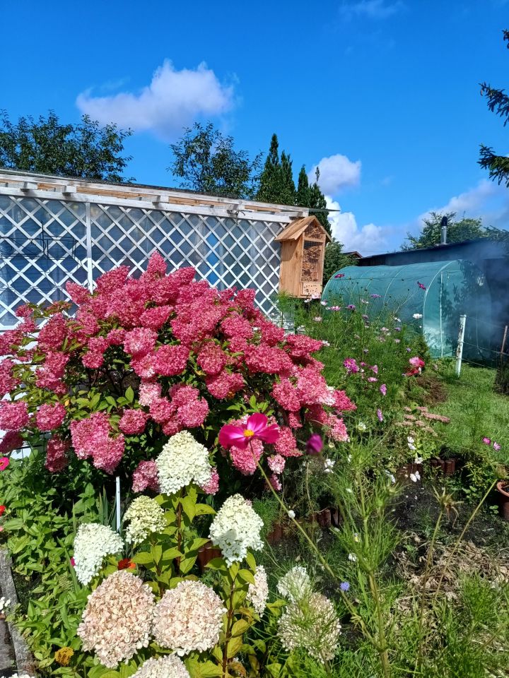 Działka rod Gdynia Chylonia, ul. Hutnicza. Zdjęcie 15