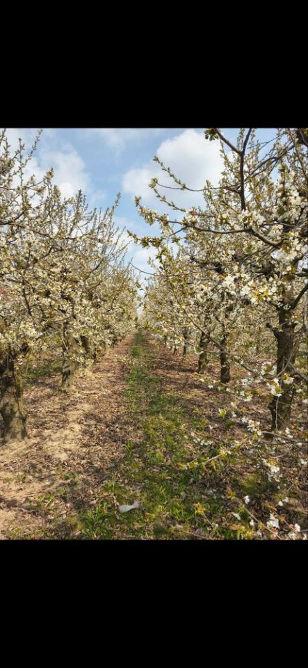 Działka rolna Koprzywnica. Zdjęcie 3