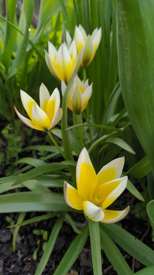 Działka rod Gliwice Sikornik. Zdjęcie 6