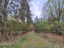 Działka rolna Nowa Wieś-Śladów. Zdjęcie 4