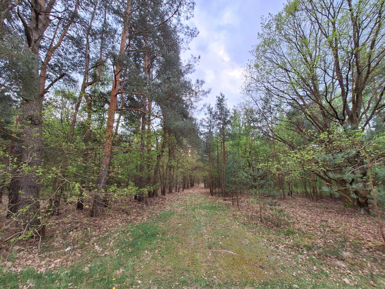 Działka rolna Nowa Wieś-Śladów. Zdjęcie 6