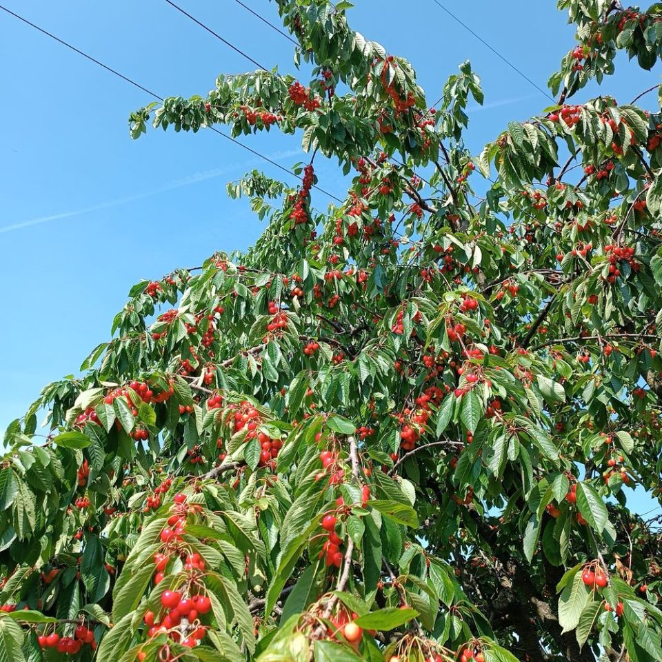 Działka rod Gdańsk Przymorze. Zdjęcie 7