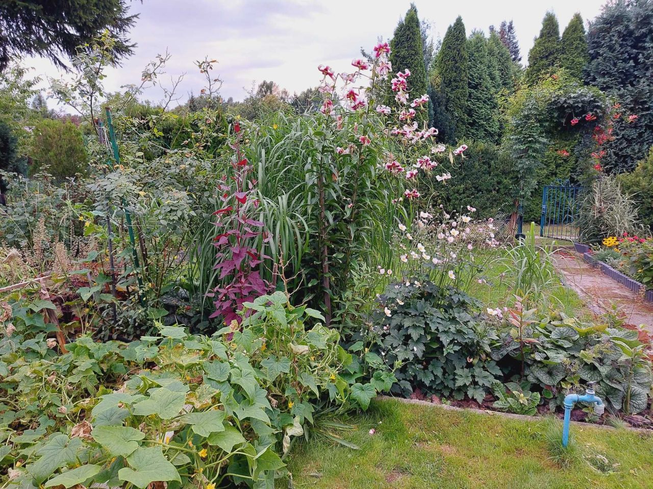 Działka rod Tomaszów Mazowiecki, ul. Wierzbowa. Zdjęcie 5