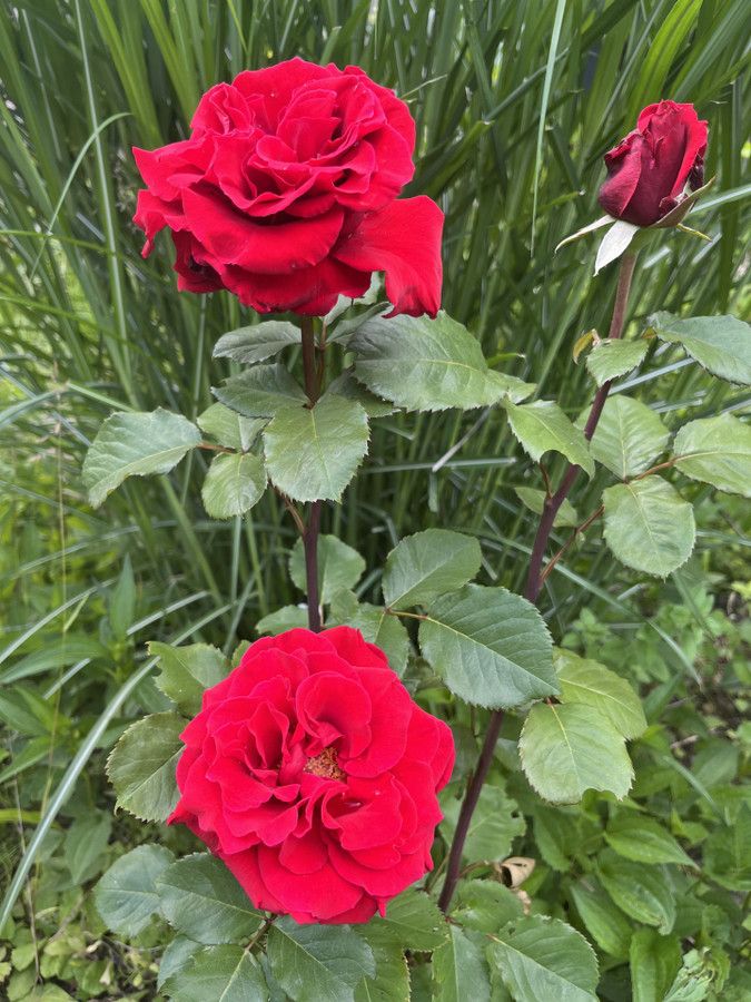 Działka rod Prawda. Zdjęcie 3