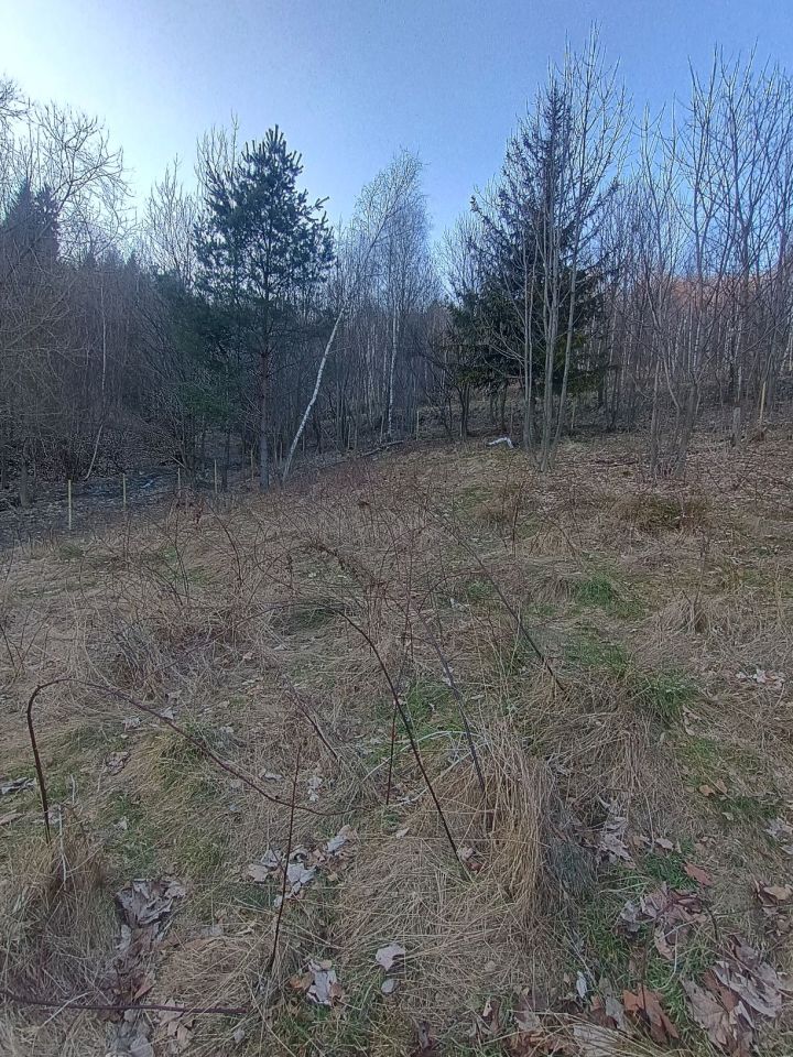 Działka leśna Rzyki Czarny Groń, os. Potrójna. Zdjęcie 4