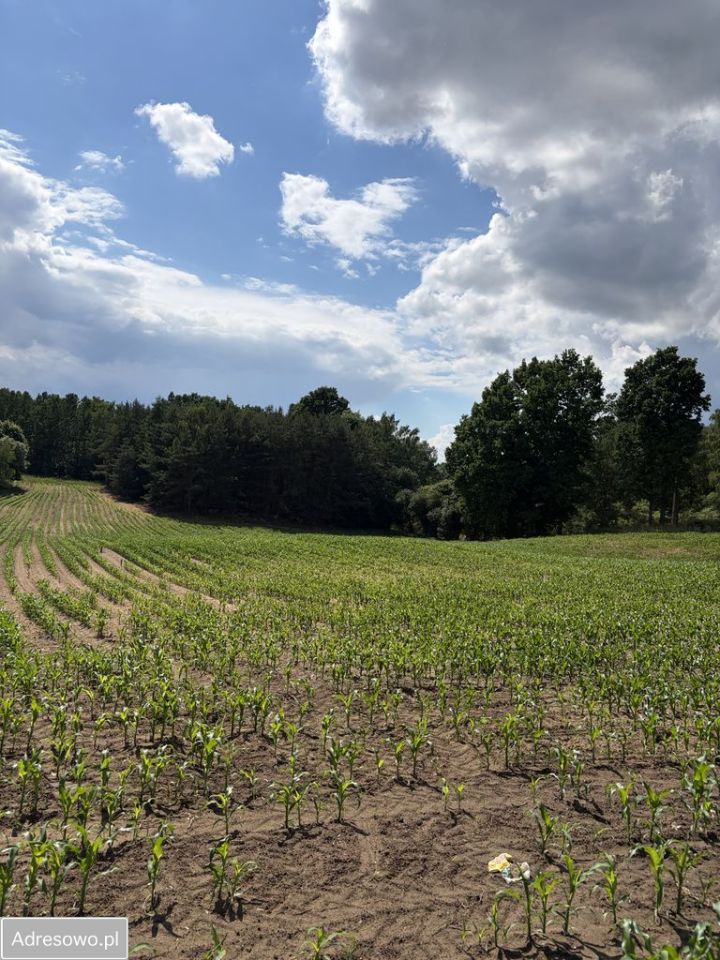 Działka budowlana Starorypin Rządowy. Zdjęcie 6