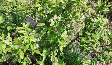 gospodarstwo, 3 pokoje Ruszkowo