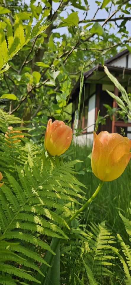 Działka rod Kartuzy, ul. Prokowska