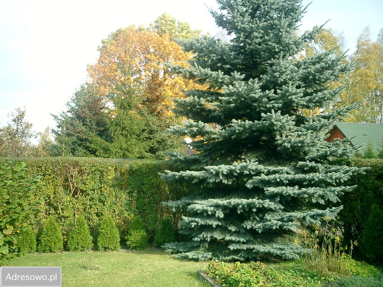 Działka rod Okołowice. Zdjęcie 11