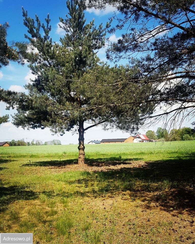 Działka budowlana Sokolniki. Zdjęcie 2