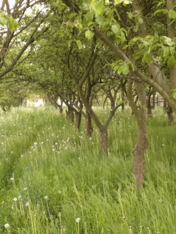 Działka budowlana Konin Wilków, ul. Beznazwy. Zdjęcie 1