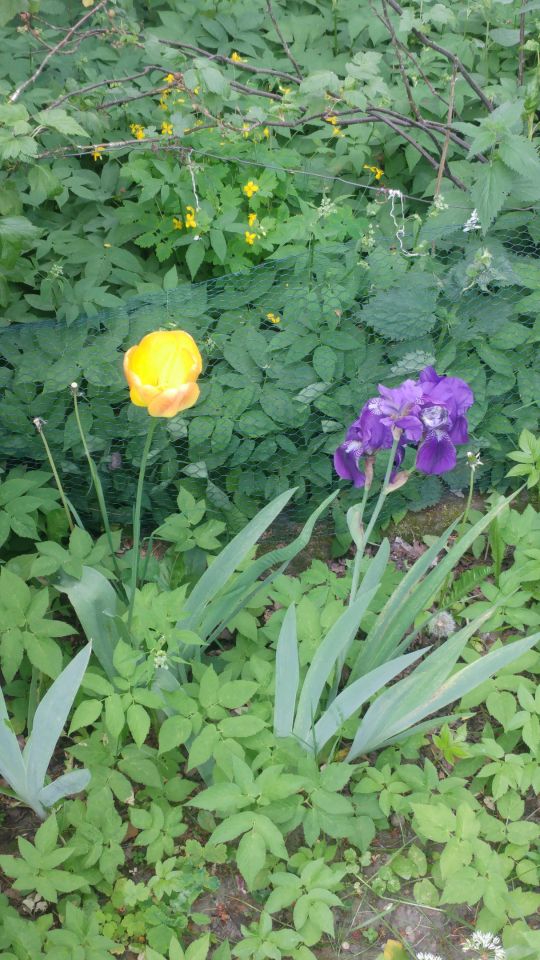 Działka rod Szczecin Warszewo, ul. Rostocka. Zdjęcie 7