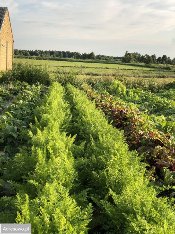 siedlisko, 5 pokoi Rzędziany. Zdjęcie 8