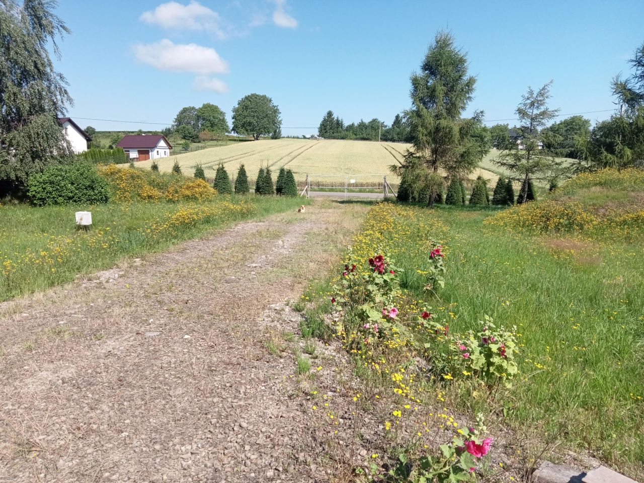 Działka siedliskowa Batycze. Zdjęcie 5