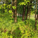 Działka budowlana Pietrusza Wola. Zdjęcie 2