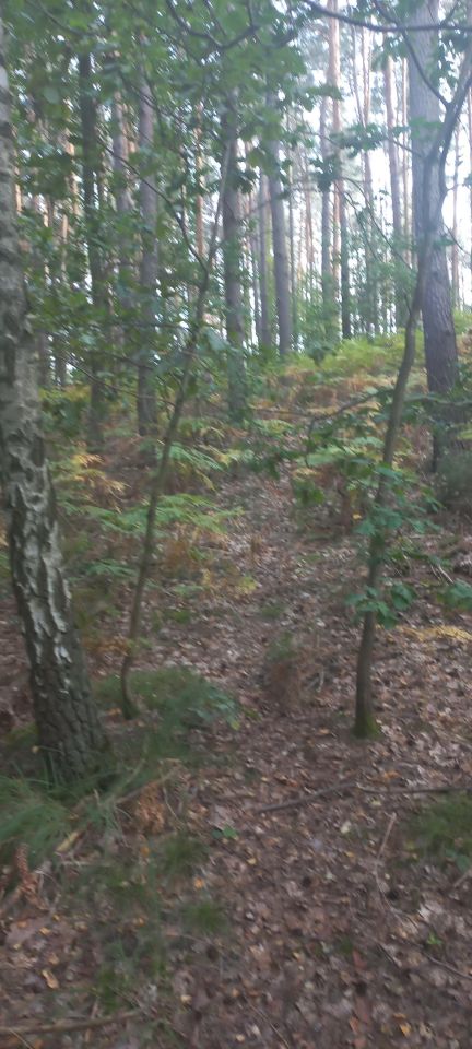 Działka leśna Romanów. Zdjęcie 4