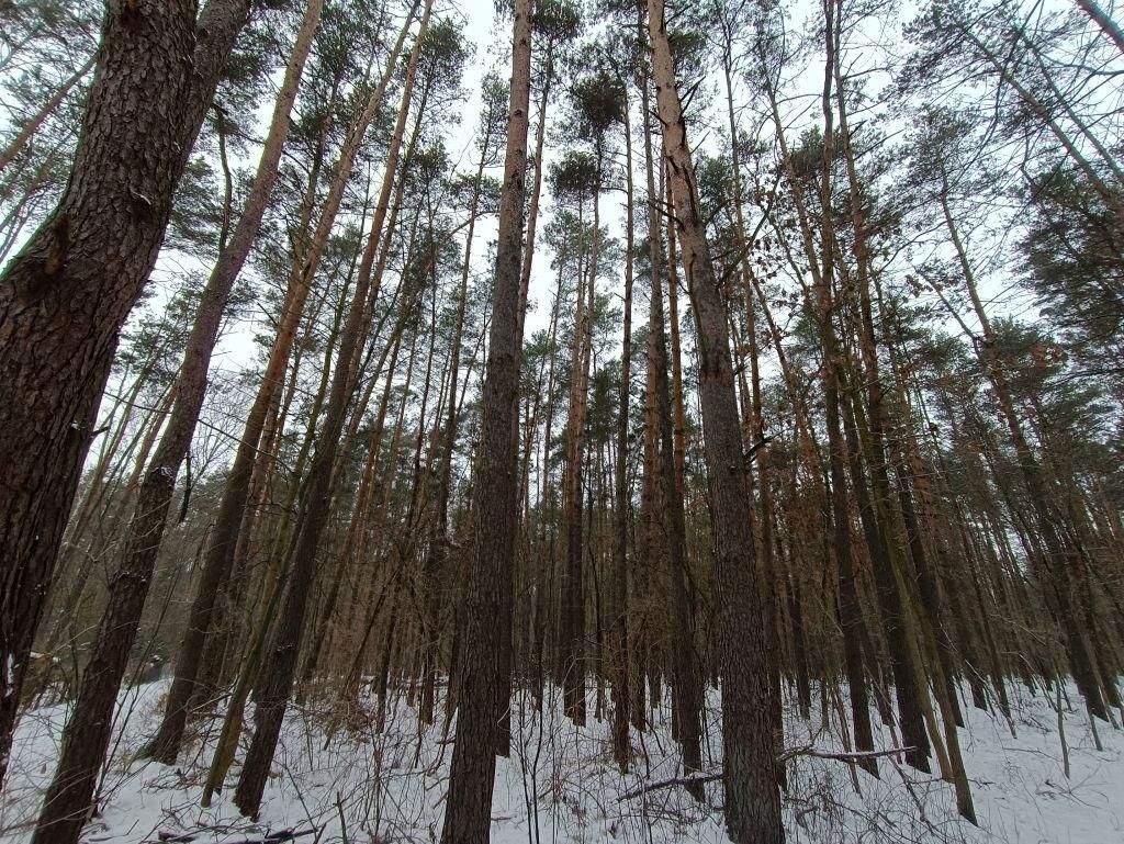 Działka leśna Władysławów, ul. Brzozowa. Zdjęcie 1