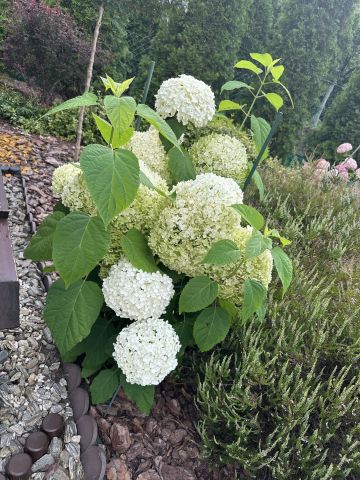 Działka rod Krępa, ul. Długa. Zdjęcie 15