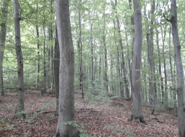 Działka leśna Prusie. Zdjęcie 1