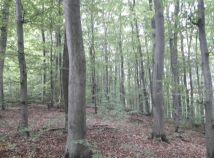 Działka leśna Prusie