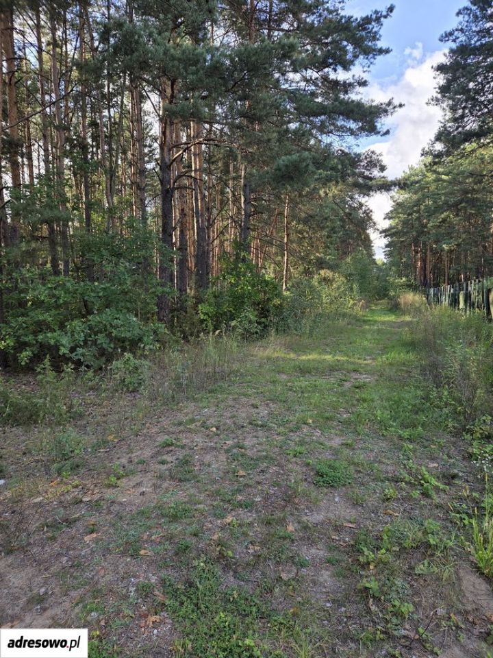 Działka leśna Wólka Radzymińska, ul. Szkolna. Zdjęcie 6