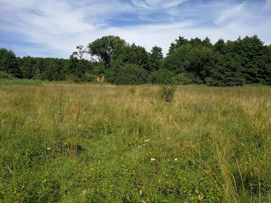 Działka rolno-budowlana Biała Rawska, ul. Topolowa. Zdjęcie 5