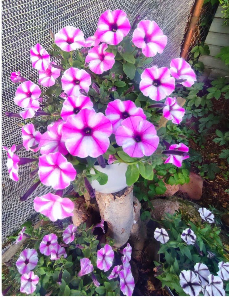 Działka rod Grodzisk Mazowiecki, ul. Akacjowa. Zdjęcie 6