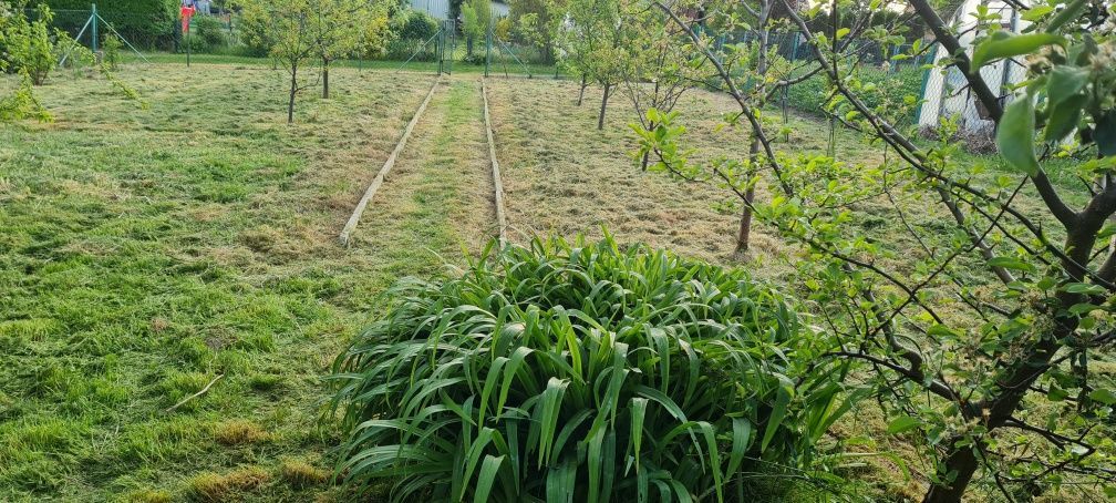 Działka rod Pszów. Zdjęcie 6