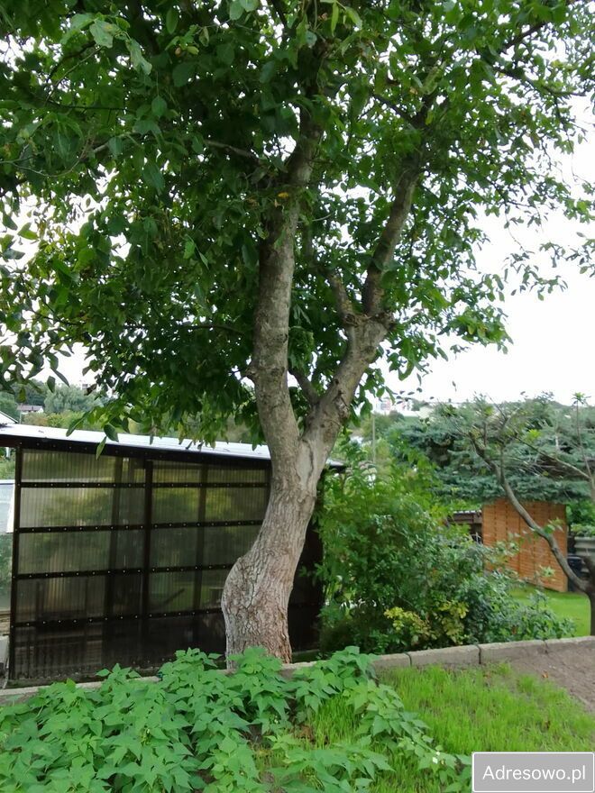 Działka rod Iława. Zdjęcie 5