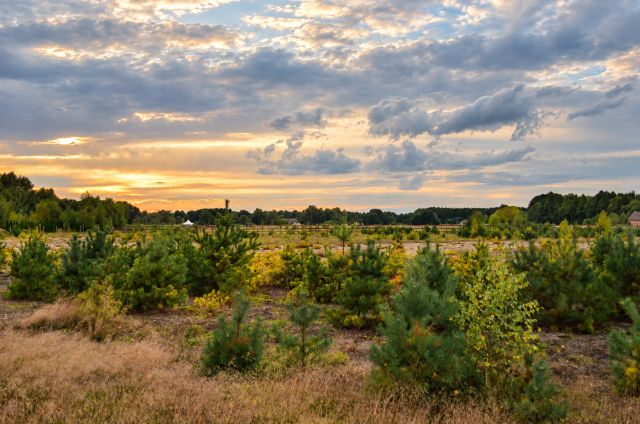 Działka rolno-budowlana Grotów. Zdjęcie 1