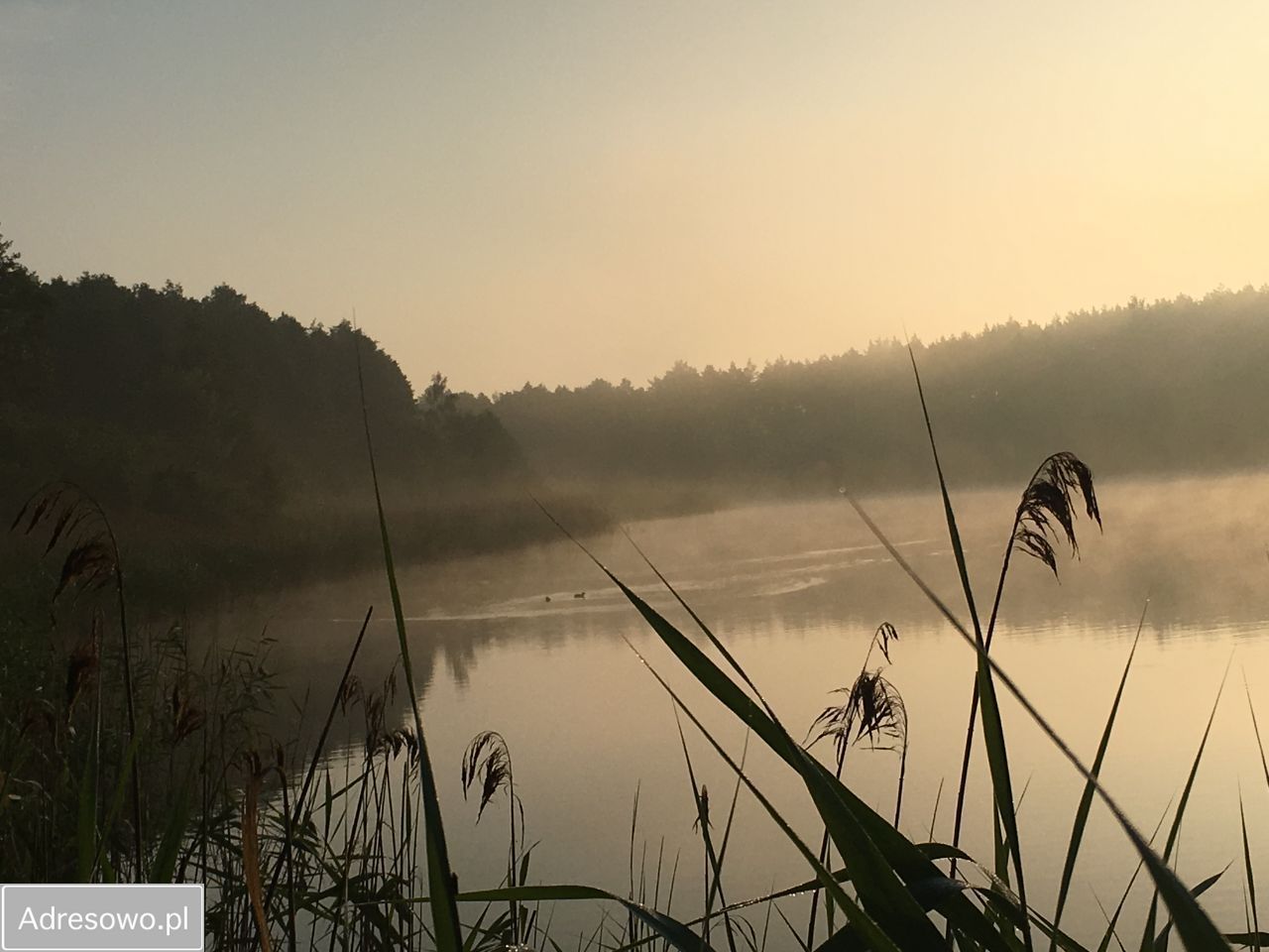 Działka leśna Anastazewo. Zdjęcie 6