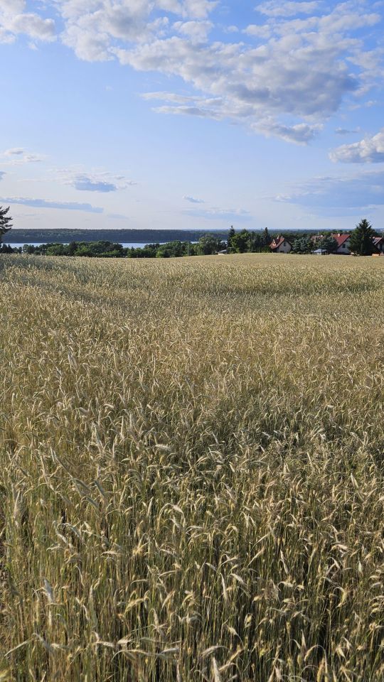 Działka rekreacyjna Dominice, ul. Dębowa. Zdjęcie 3