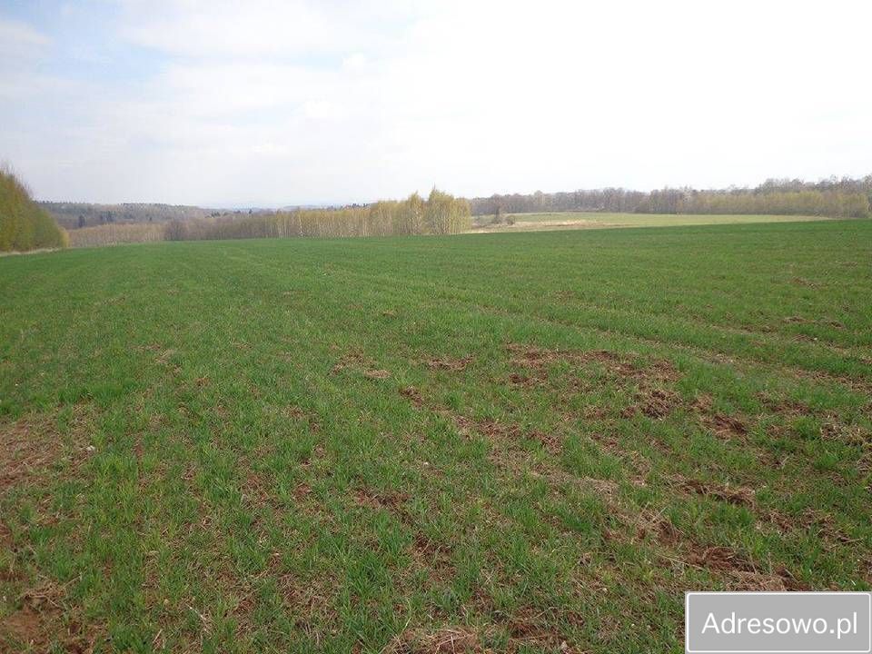 Działka rolna Niwnice. Zdjęcie 3