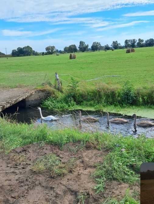 Działka budowlana Prądocin. Zdjęcie 3
