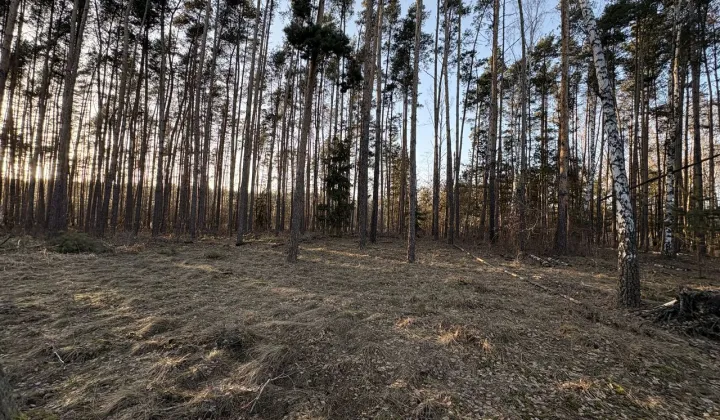 Działka leśna Wola Pieczyska