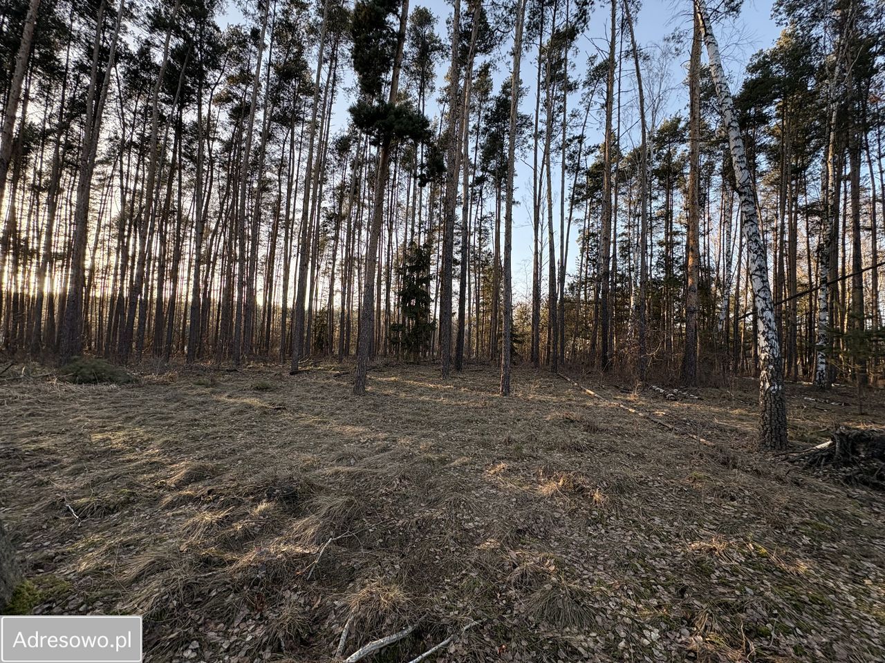 Działka leśna Wola Pieczyska. Zdjęcie 1