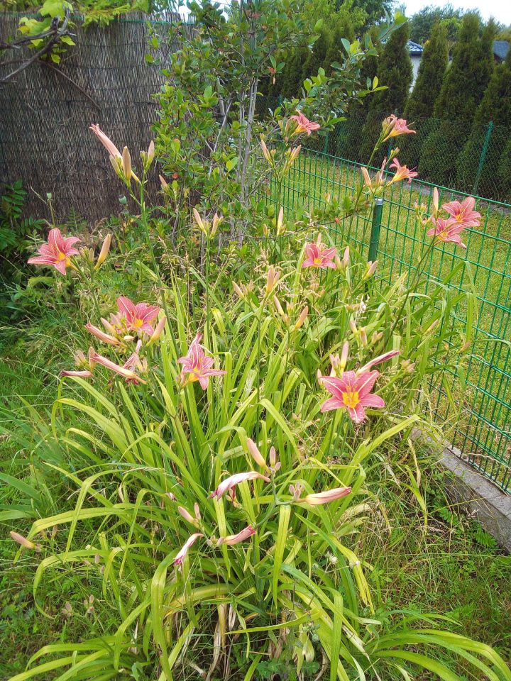 Działka rod Poręba, ul. Modrzewiowa. Zdjęcie 9