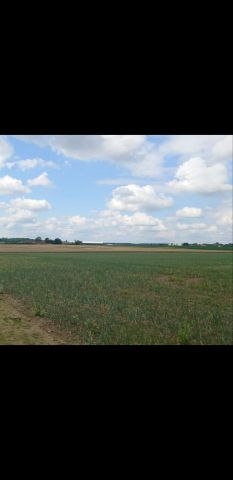 Działka rolna Poniec. Zdjęcie 1