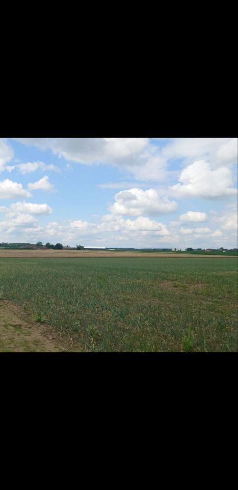 Działka rolna Poniec