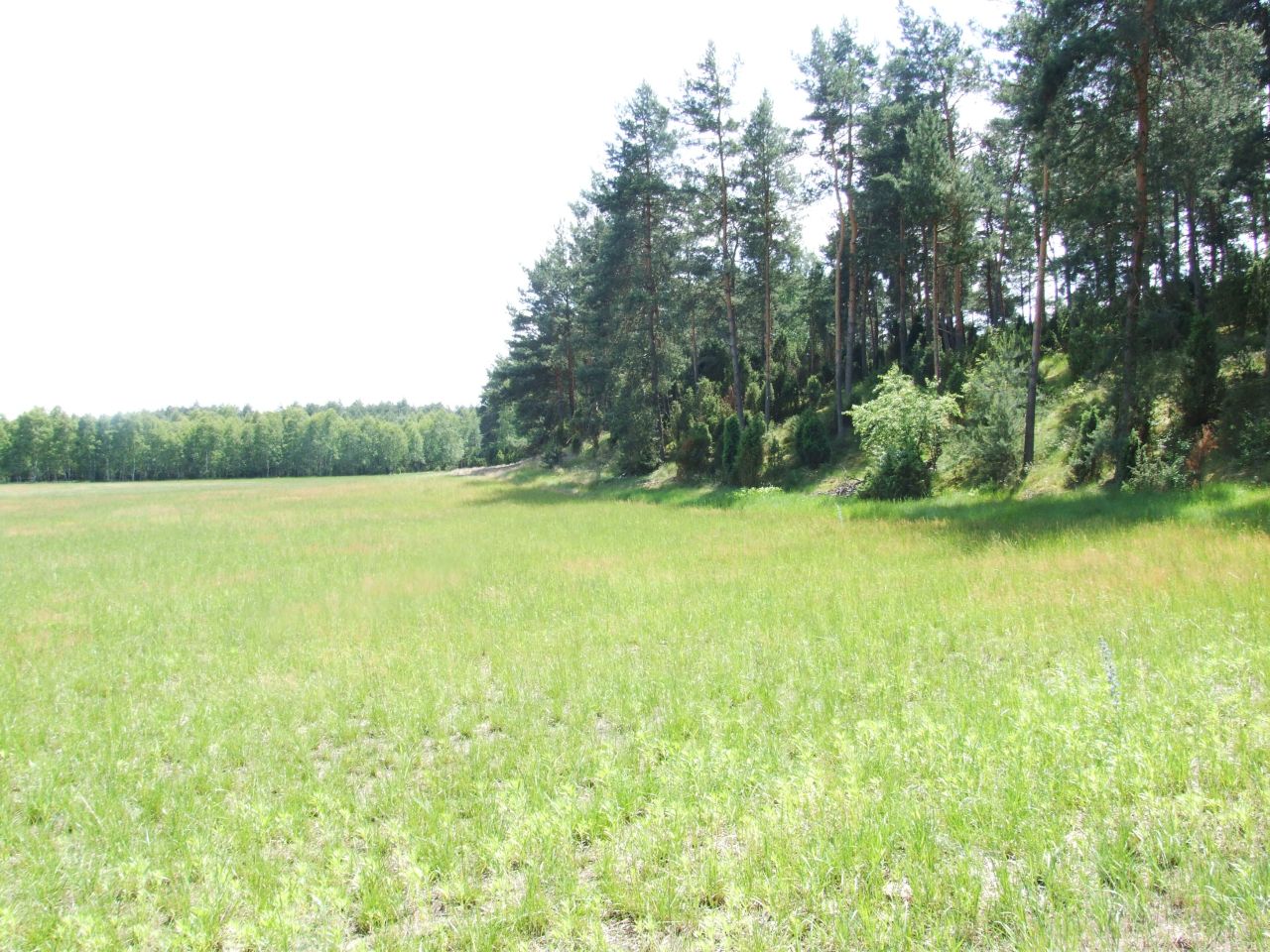 Działka budowlana Sąsieczno Miszek, ul. Adama Mickiewicza. Zdjęcie 3