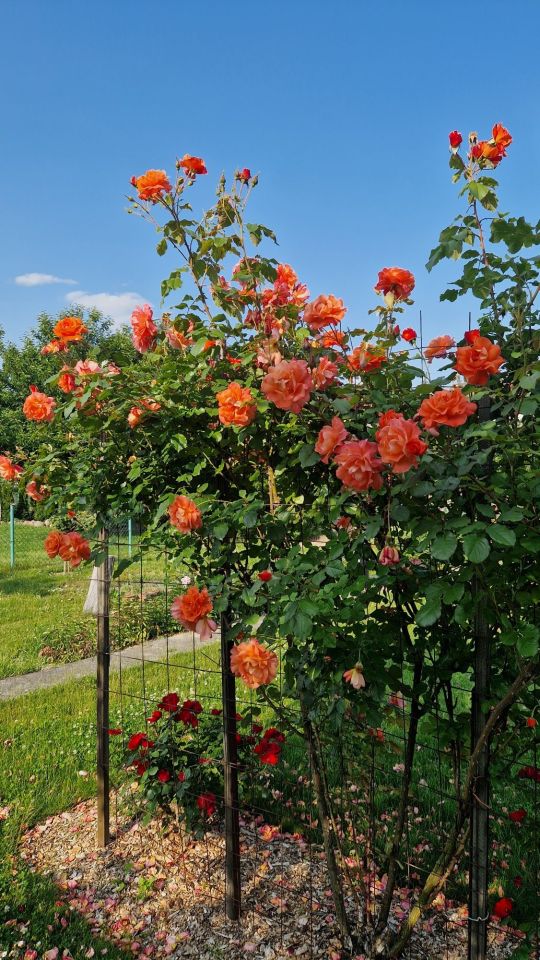 Działka rod Głogów. Zdjęcie 8