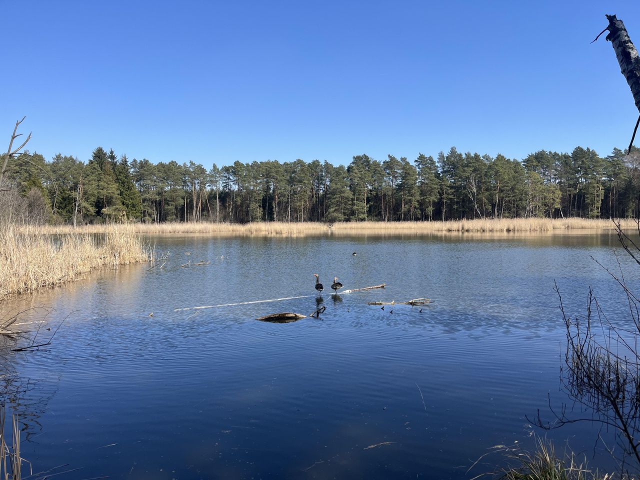 Działka budowlana Rozgarty, ul. Sarnia. Zdjęcie 13