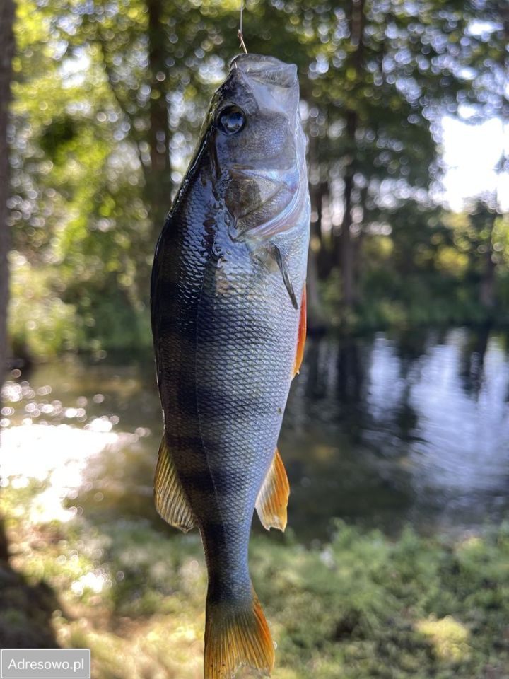 dom wolnostojący, 4 pokoje Gwda Wielka. Zdjęcie 11
