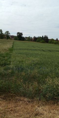 Działka budowlana Tarnów Grodkowski. Zdjęcie 1