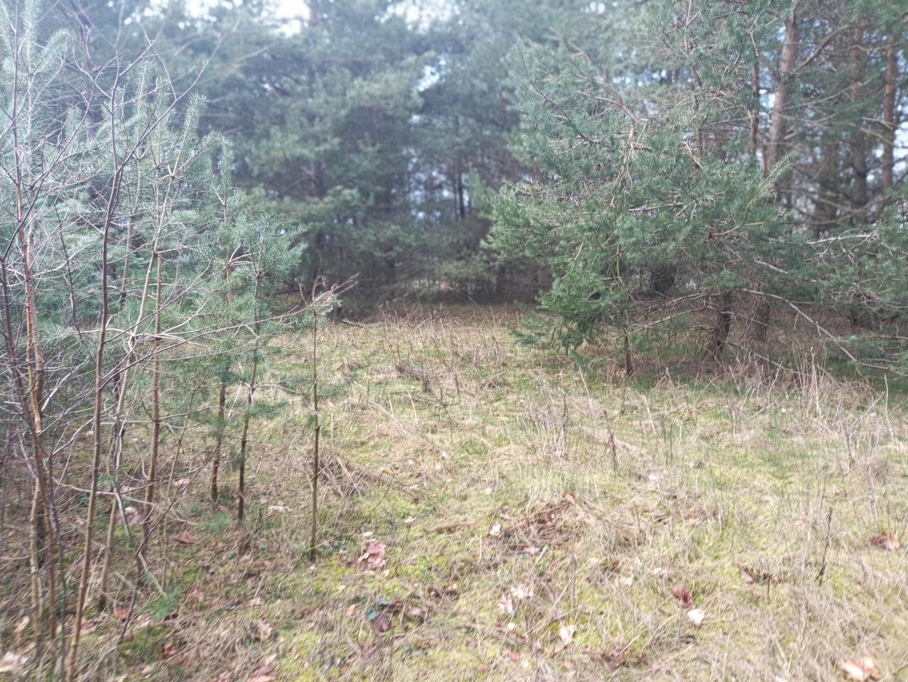 Działka budowlana Wylazłowo. Zdjęcie 9