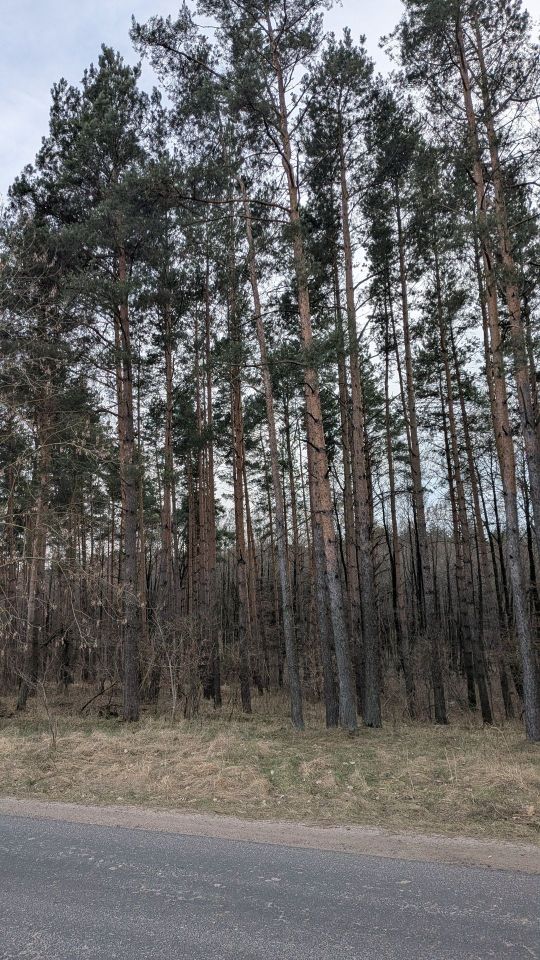 Działka budowlana Potrzanowo, ul. Skocka. Zdjęcie 4