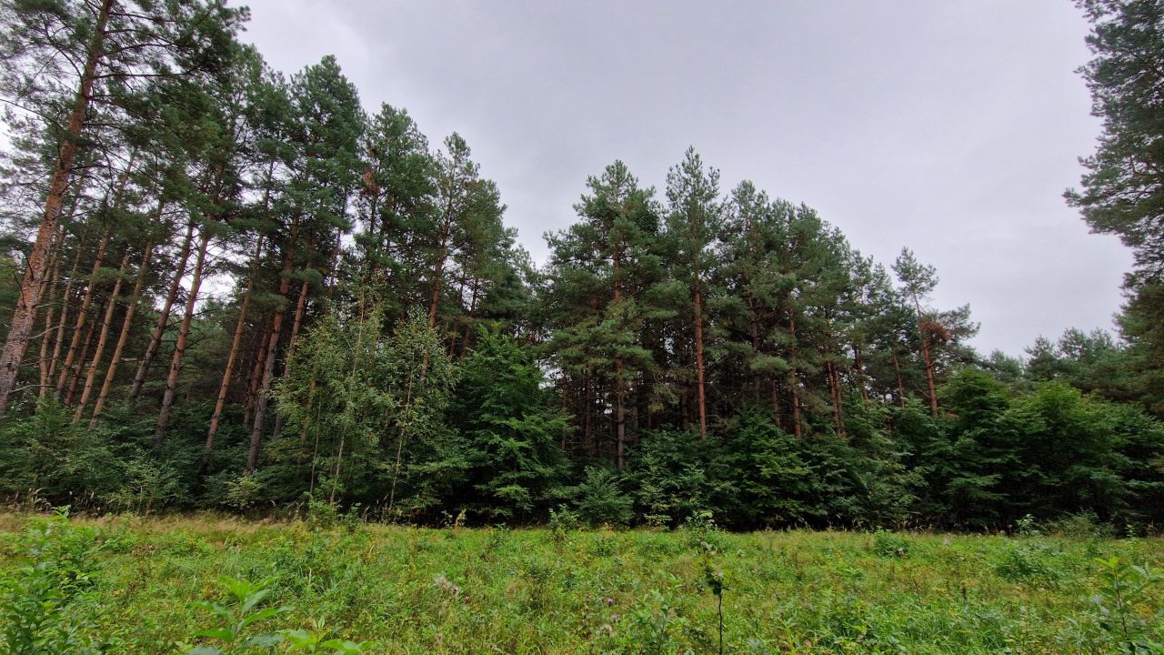 Działka inwestycyjna Wszewilki Pomorska, ul. Leśna. Zdjęcie 3