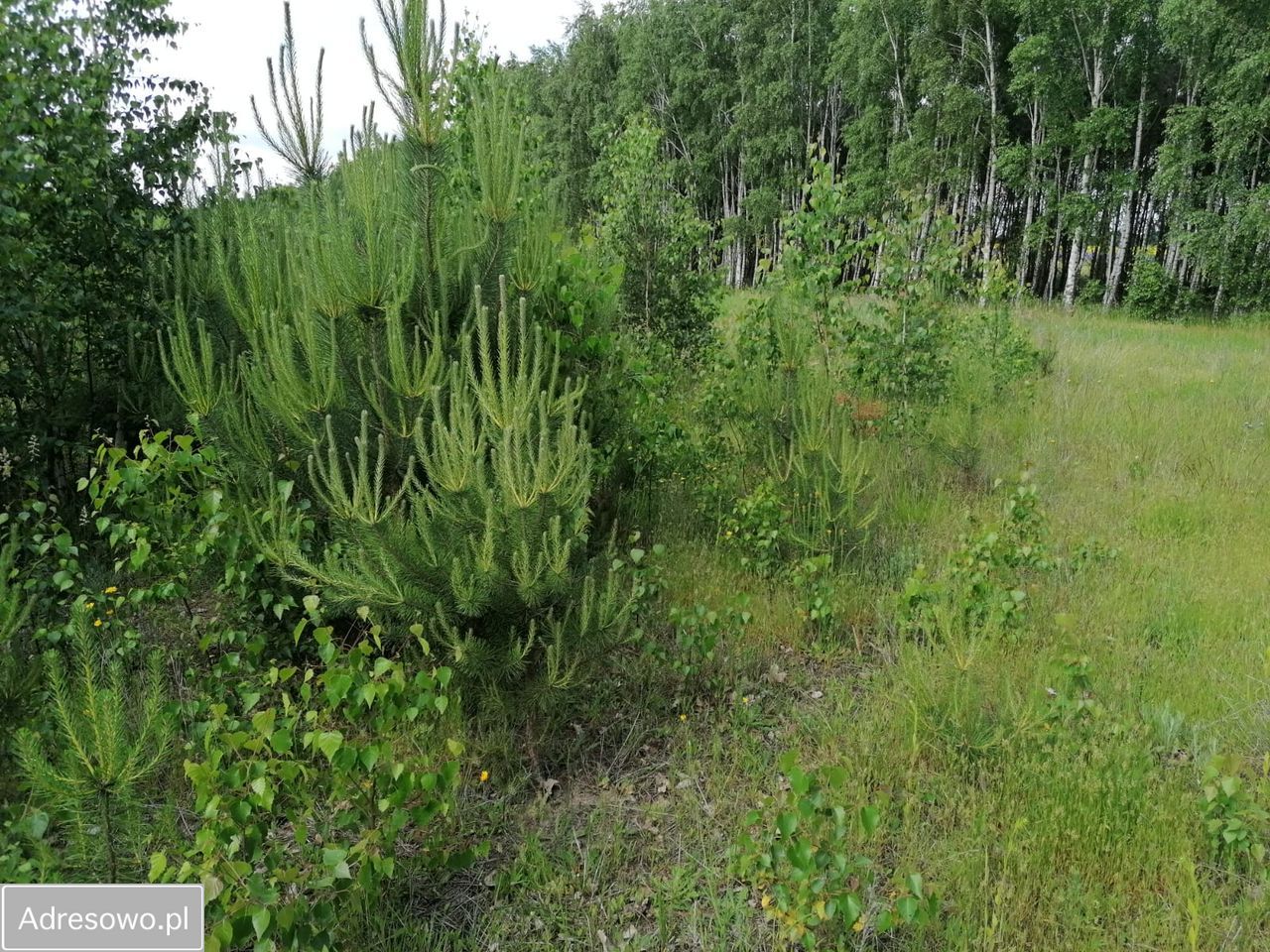 Działka rolna Karczewko, ul. Olchowa. Zdjęcie 2